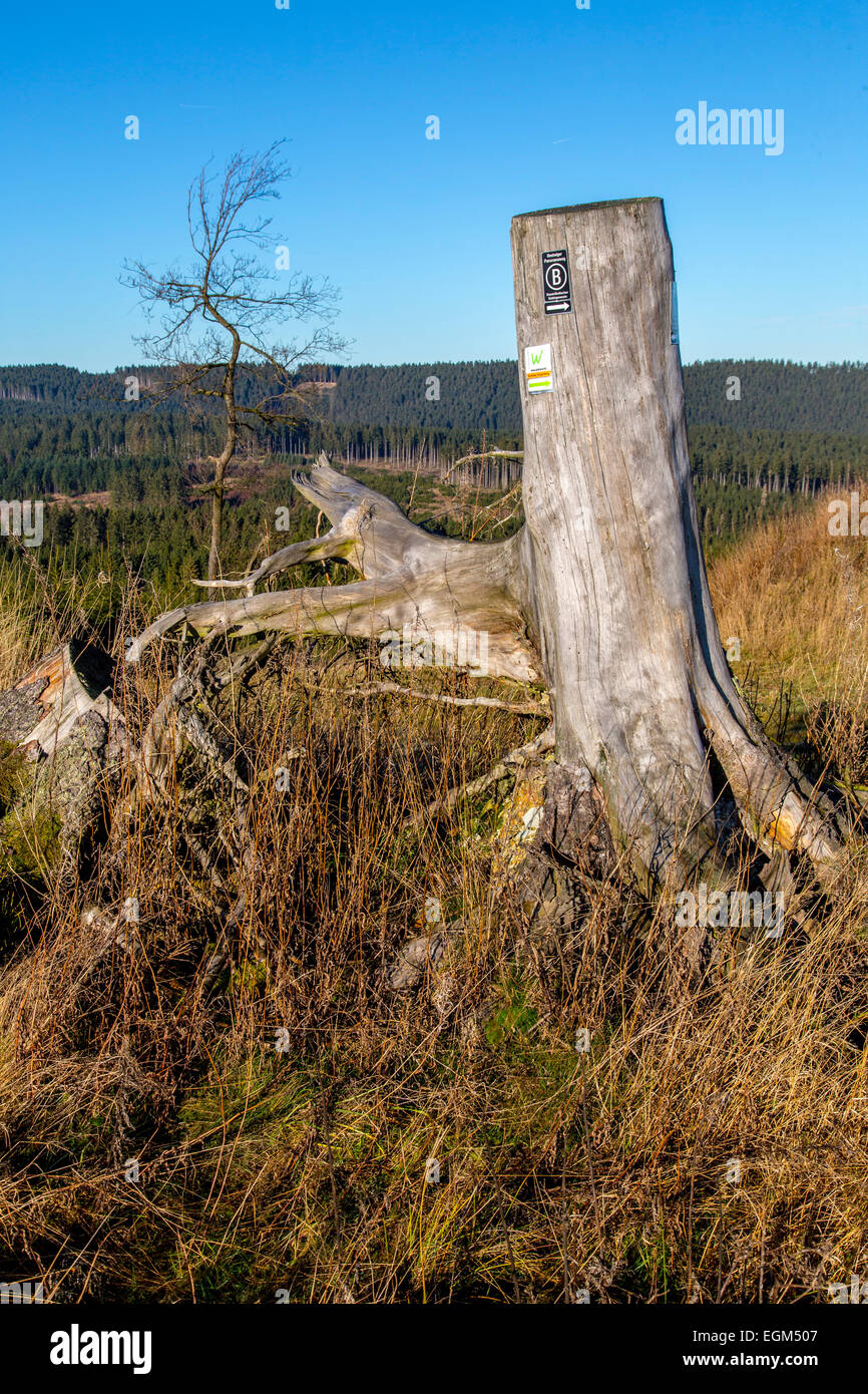 Mountain in the Sauerland area, was hit by hurricane 'Kyrill' in 2007, total destroyed forest, Stock Photo