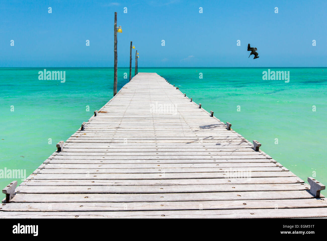 Pelican diving for fish near pier on Holbox Island, Mexico Stock Photo