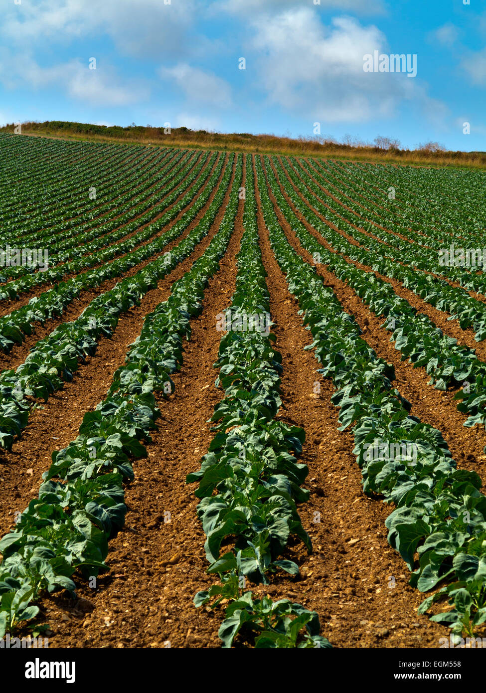 Rows of plants growing in straight lines in a field on an arable farm in summer  Cornwall south west England UK Stock Photo