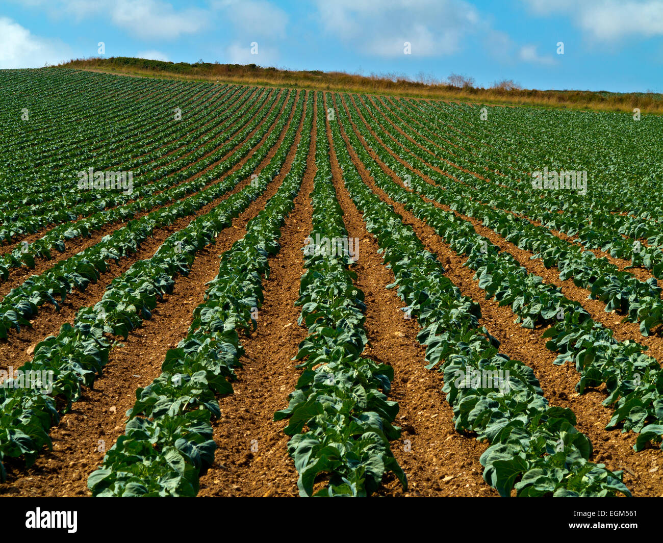 Rows of plants growing in straight lines in a field on an arable farm in summer Cornwall south west England UK Stock Photo