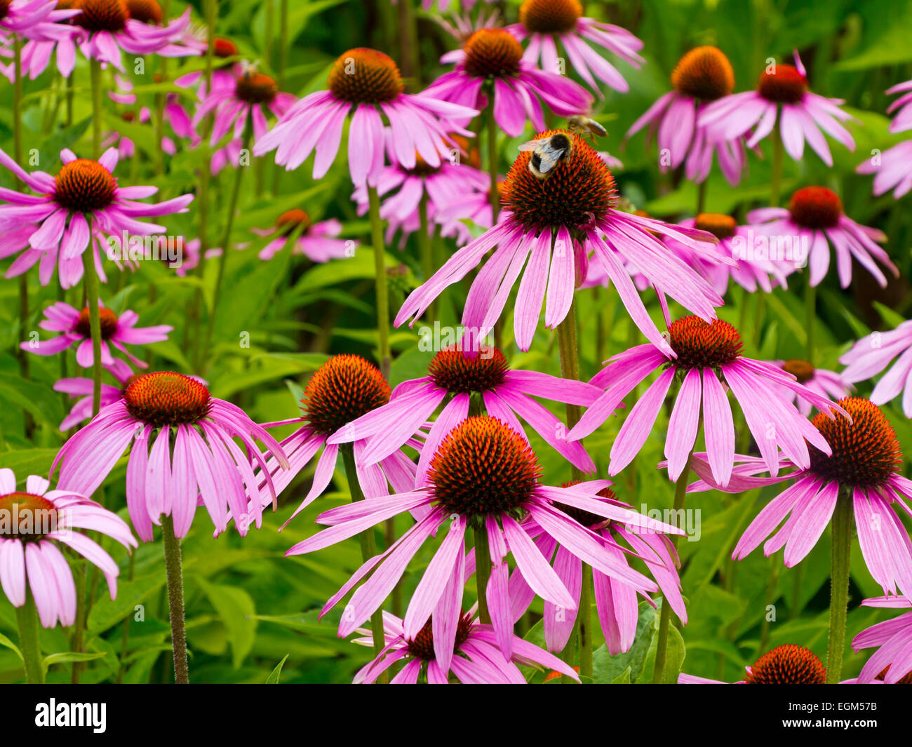 Bee on Echinacea purpurea flowers growing in summer an herbaceous flowering plant with medicinal uses also known as coneflower Stock Photo
