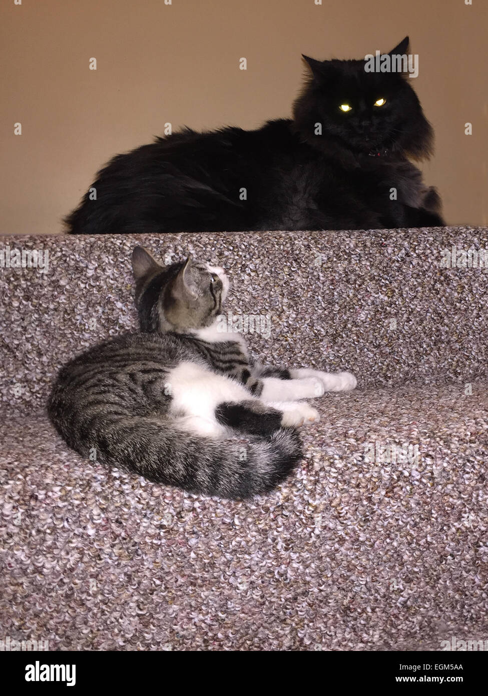 Cats on steps Stock Photo Alamy