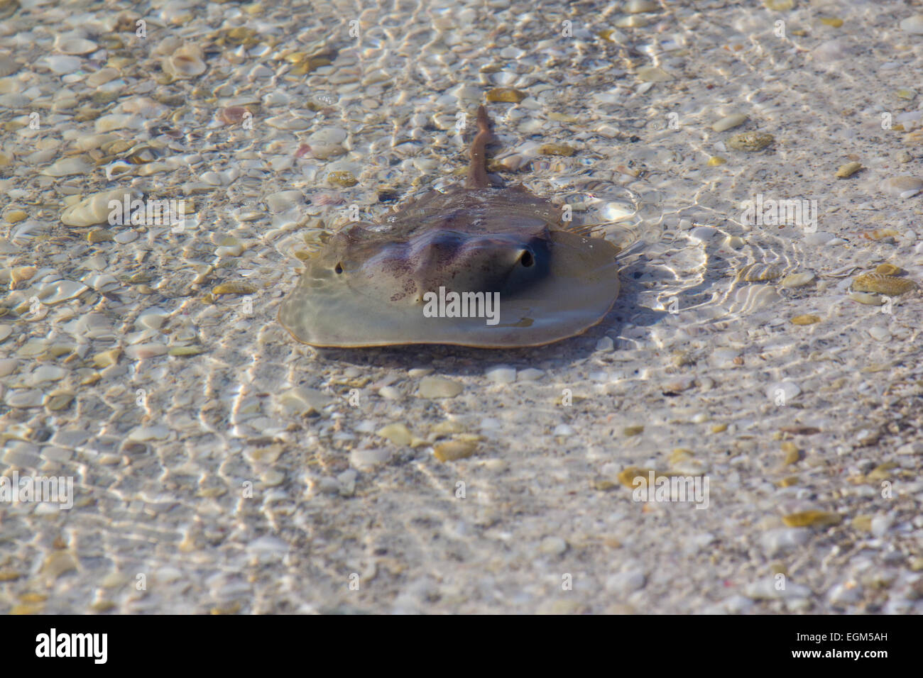 Horseshoe crab in shallow water Stock Photo