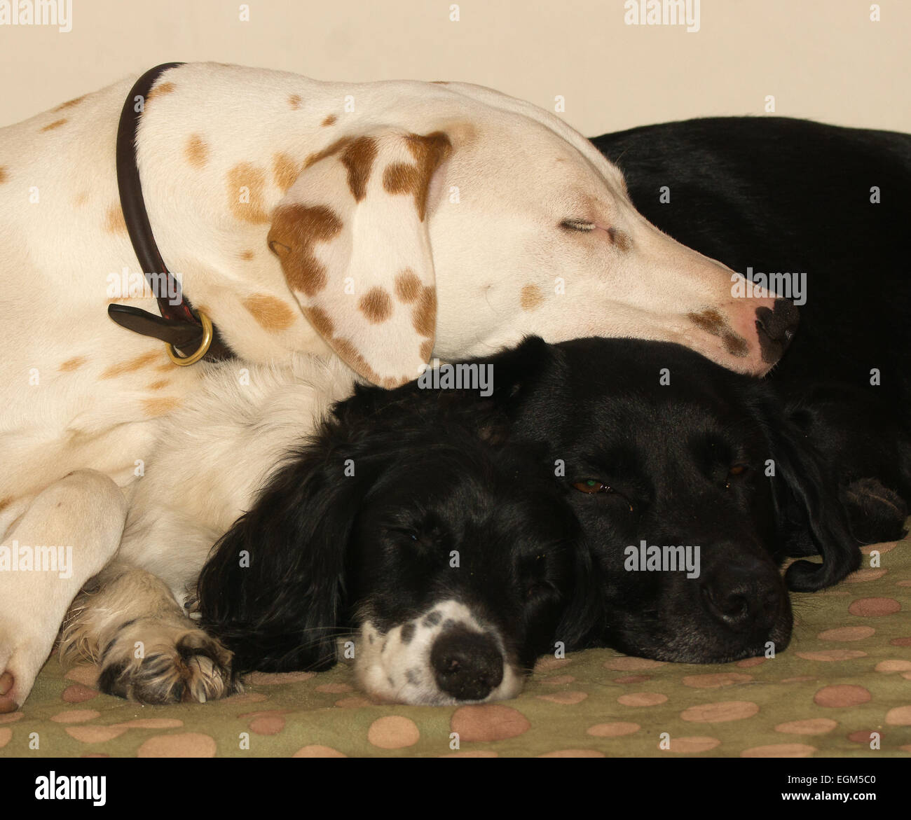 3 sleeping dogs. Stock Photo