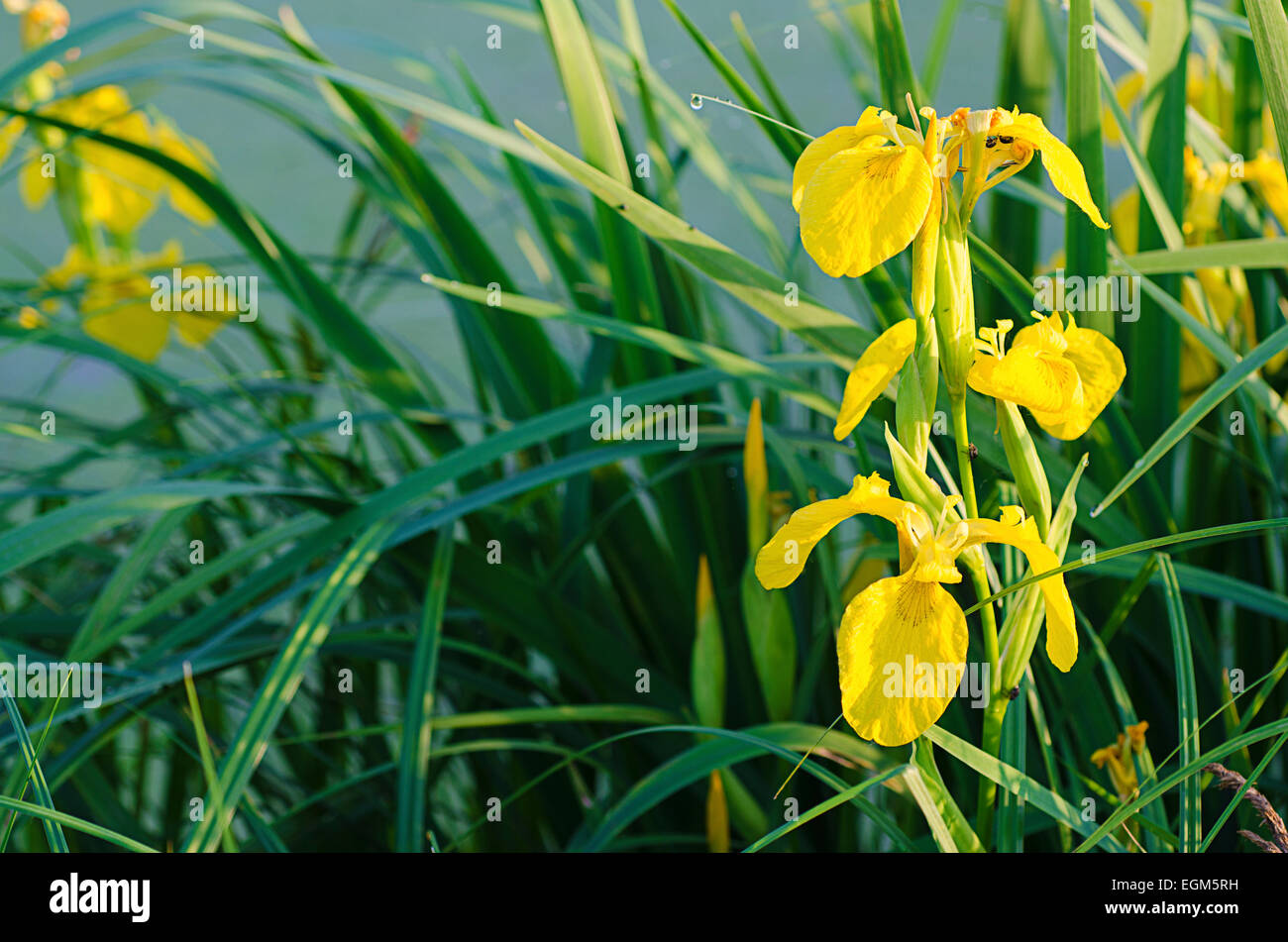Iris flower in nature Stock Photo