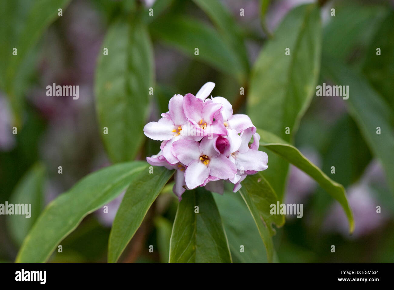 Daphne bholua flowers. Stock Photo