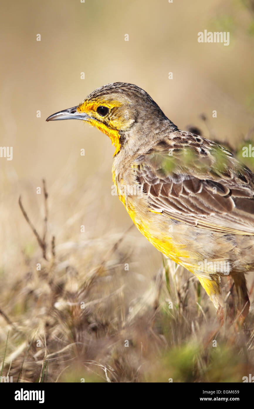 Cape Longclaw (Macronyx capensis) in the Amakhala Game Reserve, Eastern Cape, South Africa. Stock Photo