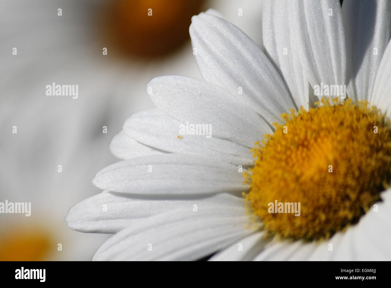 A beautiful daisy flower in full bloom Stock Photo Alamy