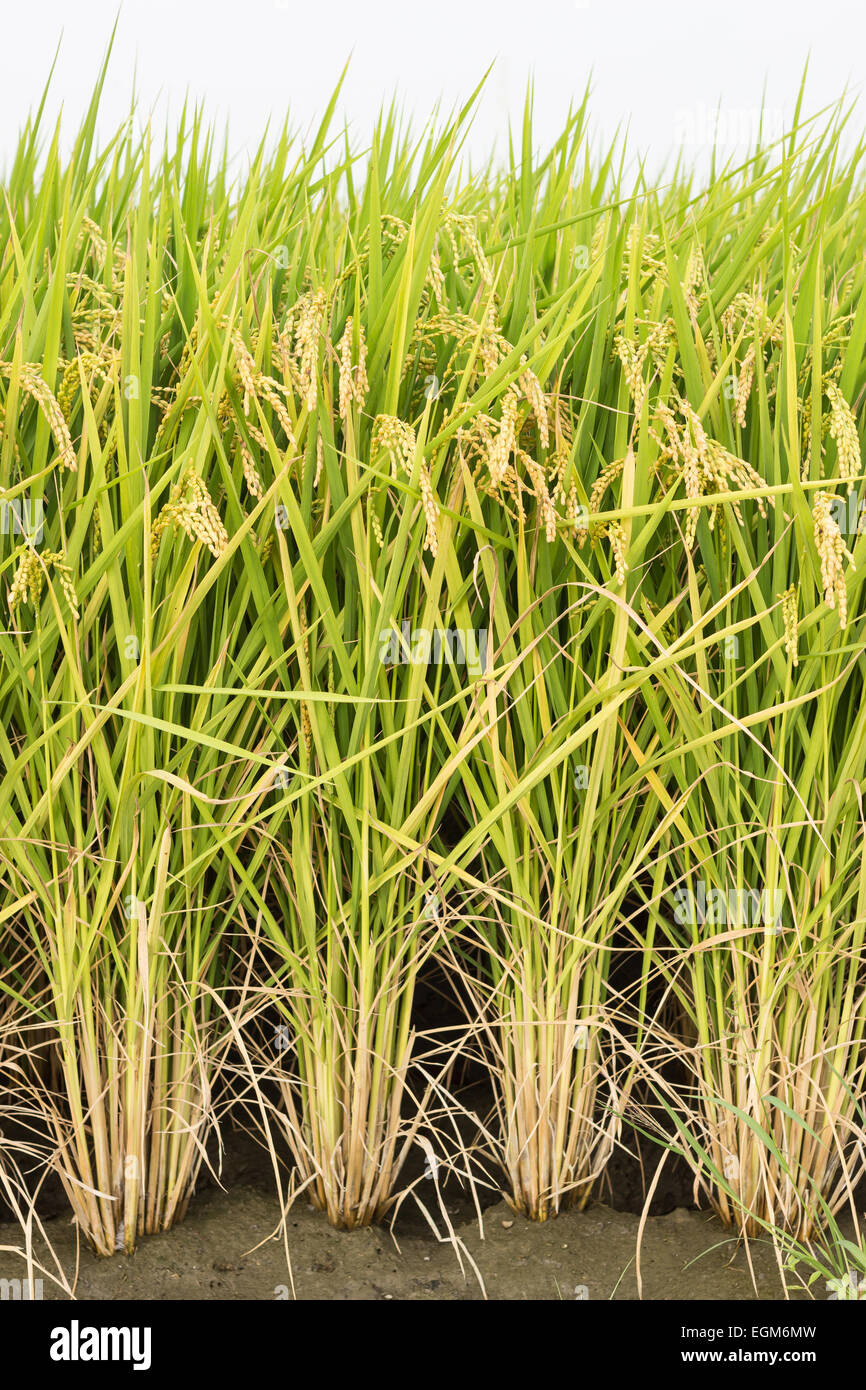 Field of rice hi-res stock photography and images - Alamy