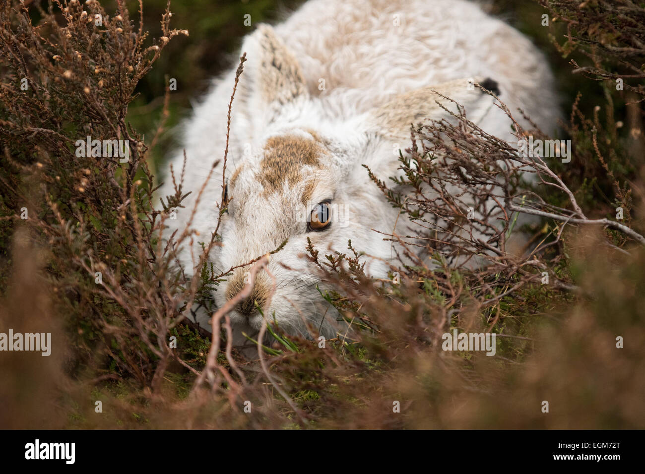 A Blue/white mountain hare in Heather on a grouse moor Stock Photo