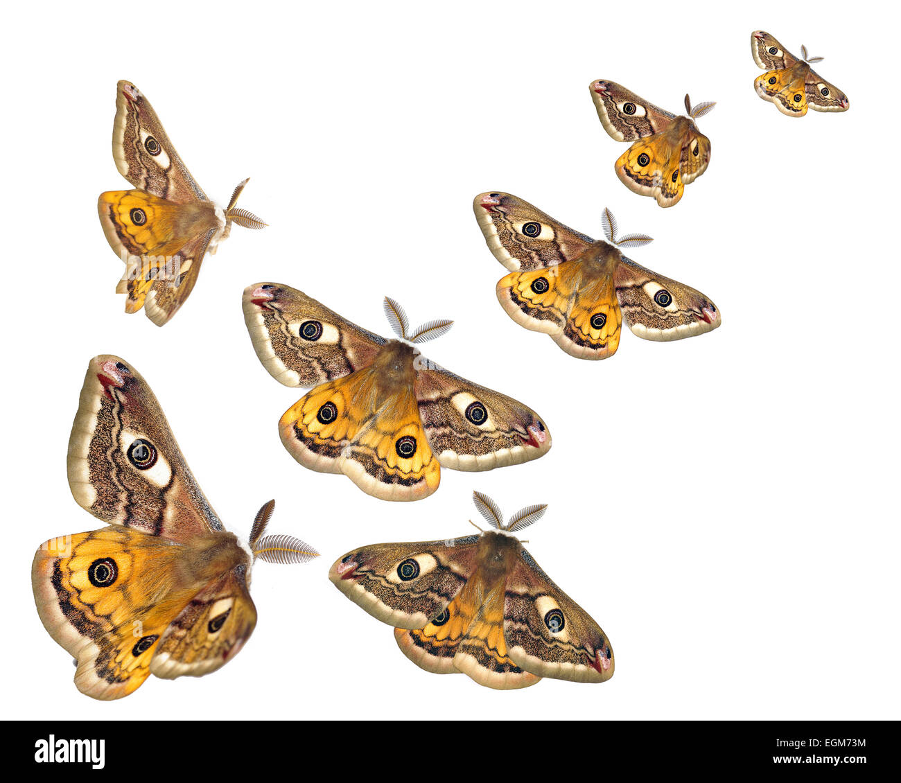Insects flying on white Cut Out Stock Images & Pictures - Alamy