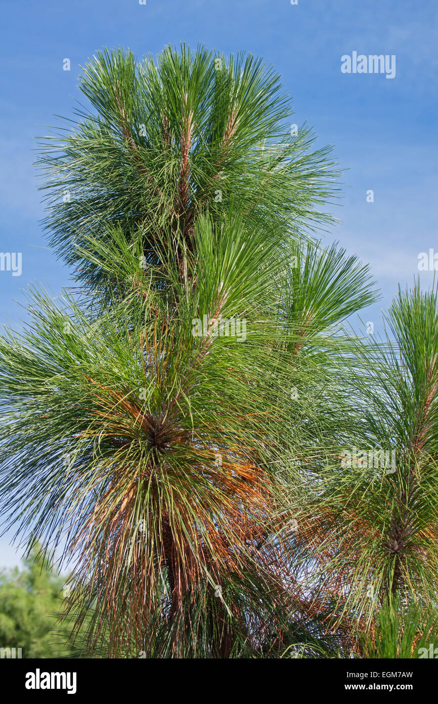 Longleaf pine (Pinus palustris). Stock Photo