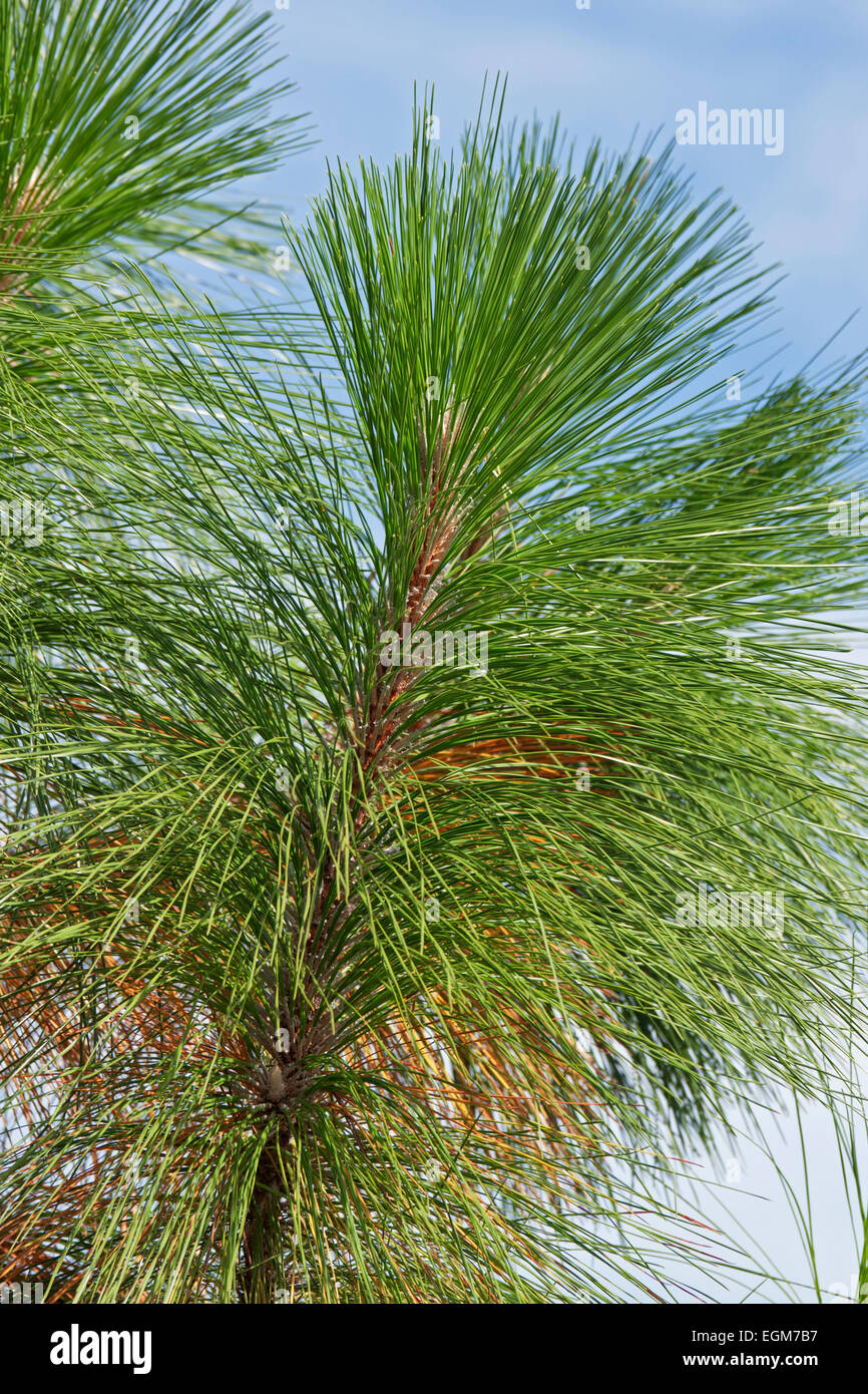 Longleaf pine (Pinus palustris). Stock Photo