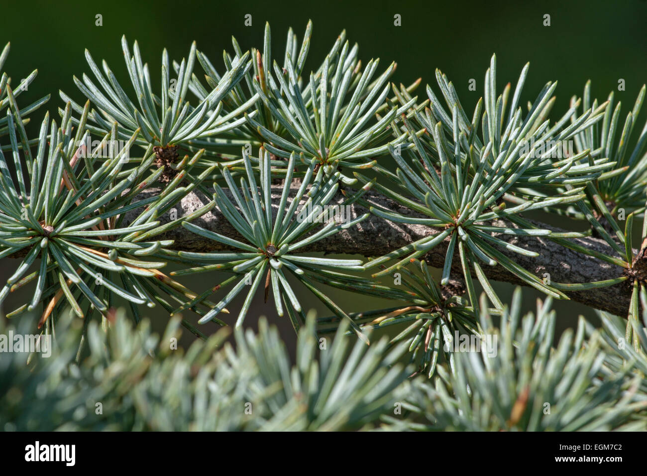 Turkish cedar (Cedrus libani var.  stenocoma). Stock Photo