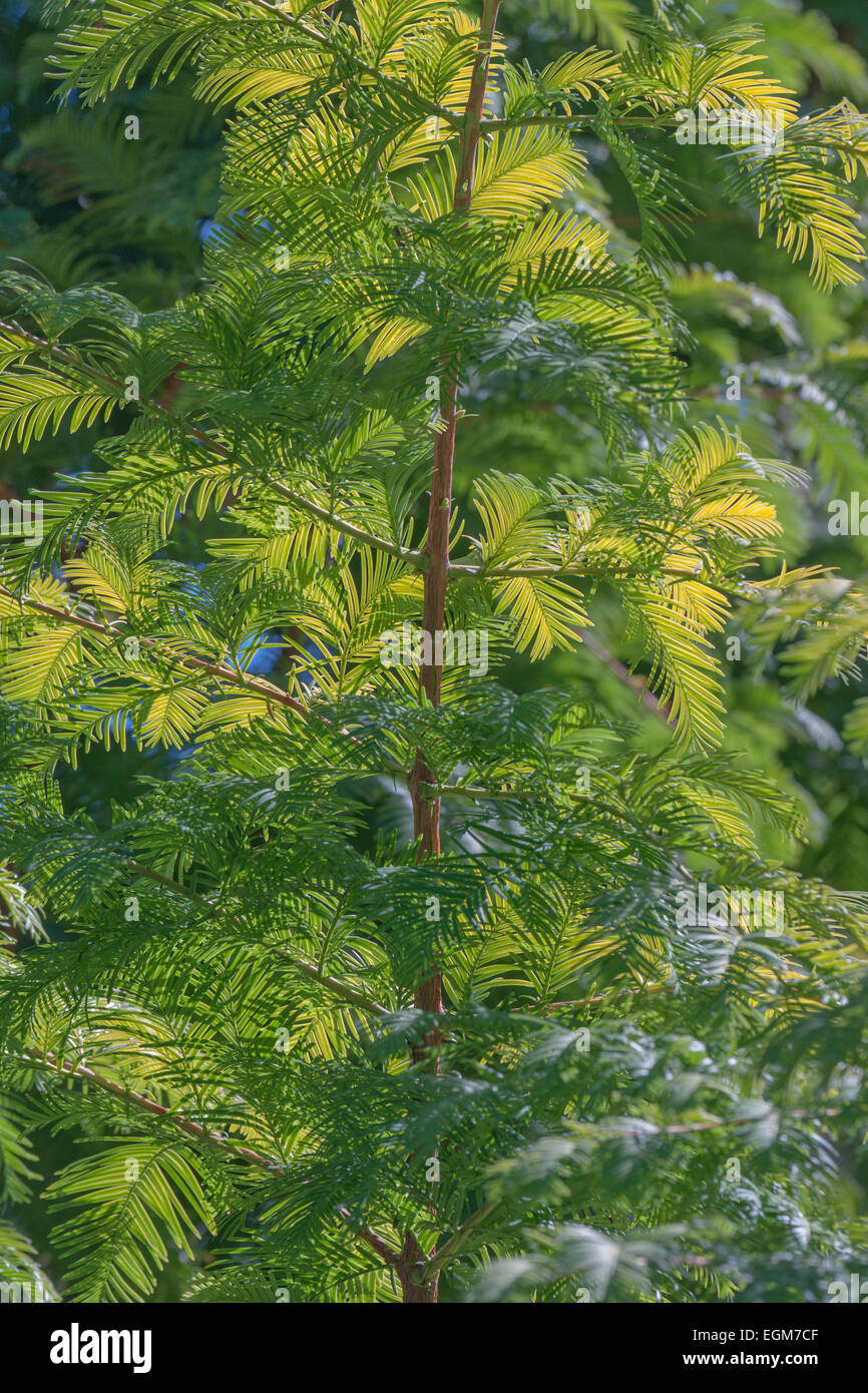 Metasequoia Glyptostroboides For Sale
