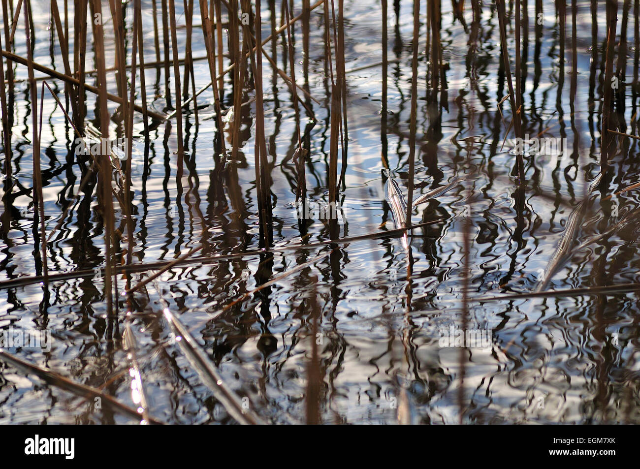 water reeds with abstract rippling reflections Stock Photo