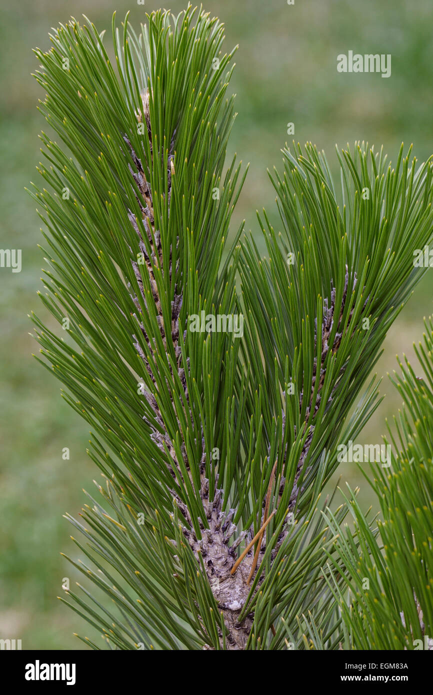Bosnian pine (Pinus heldreichii). Stock Photo