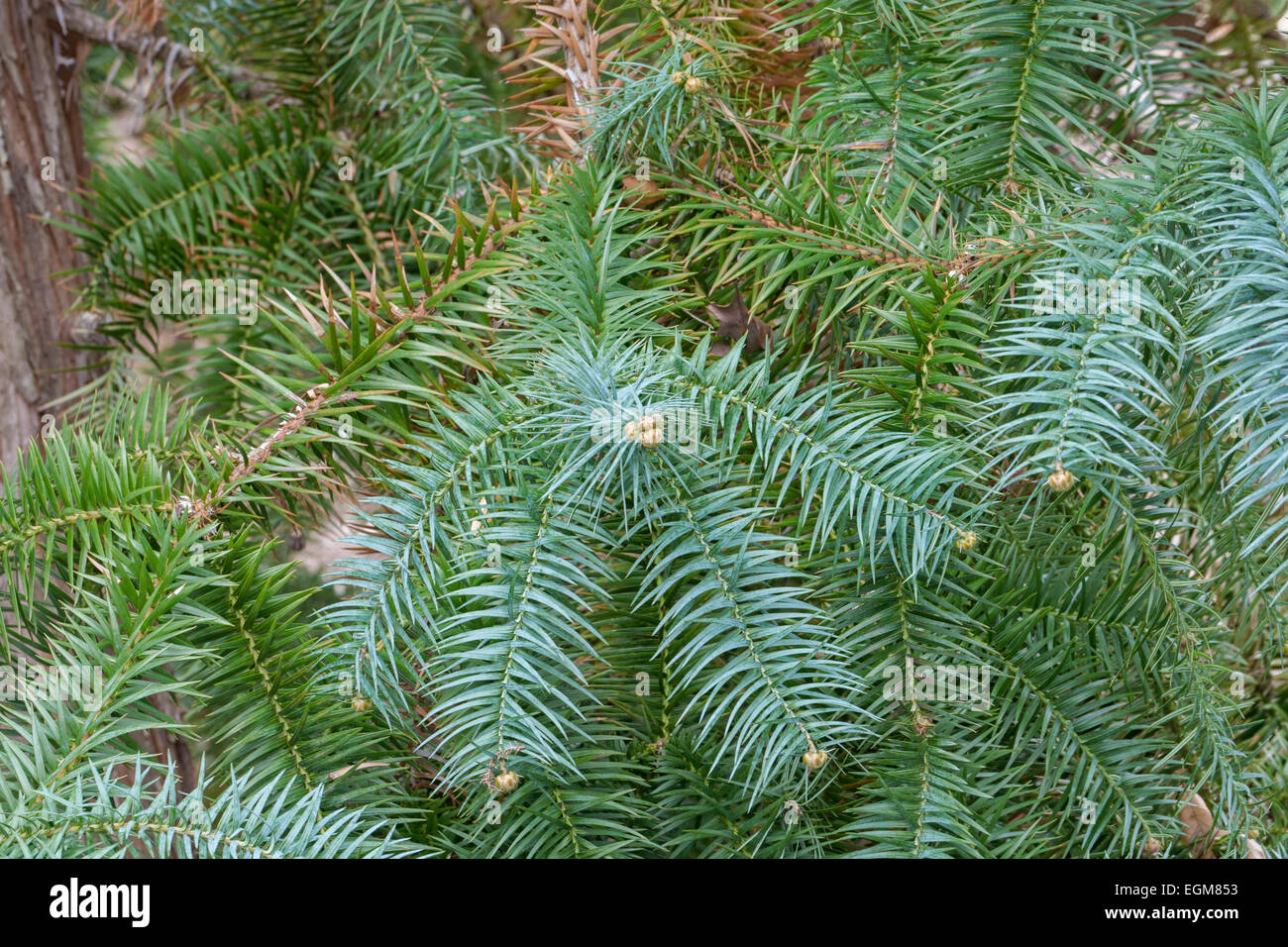 Chinese fir (Cunninghamia lanceolata “Glauca”) Stock Photo