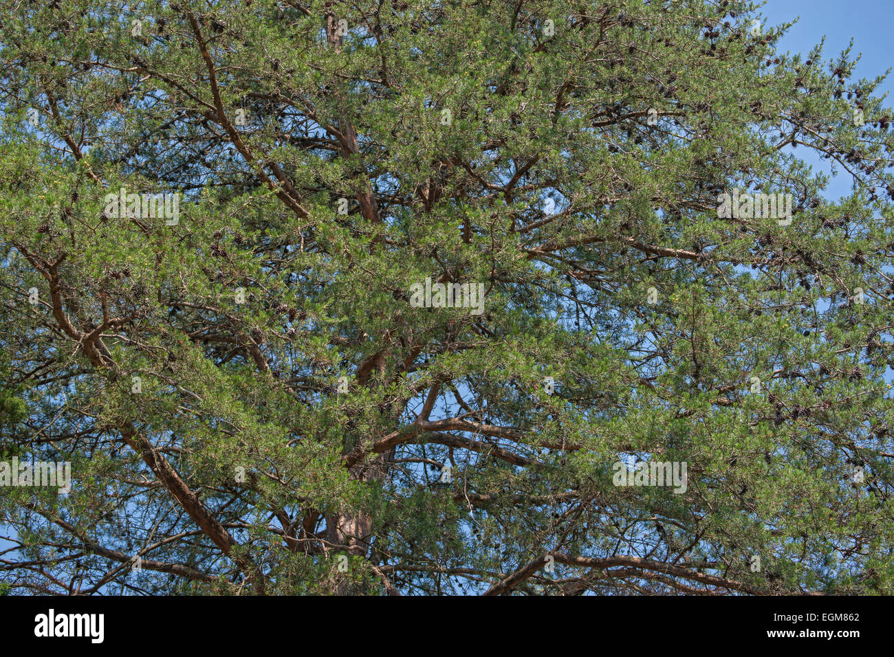 Virginia pine (Pinus virginiana). Stock Photo