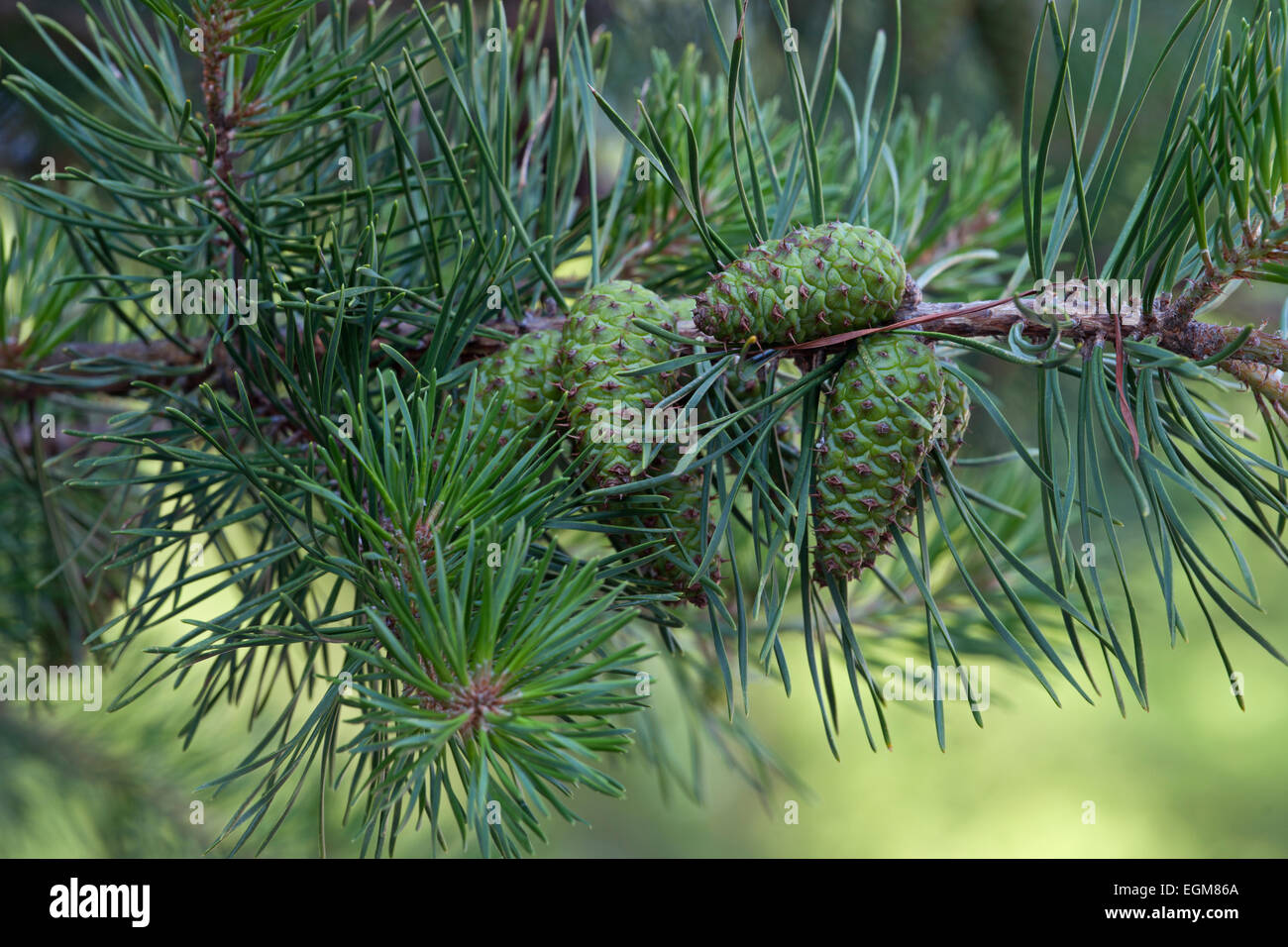 Virginia pine (Pinus virginiana). Stock Photo