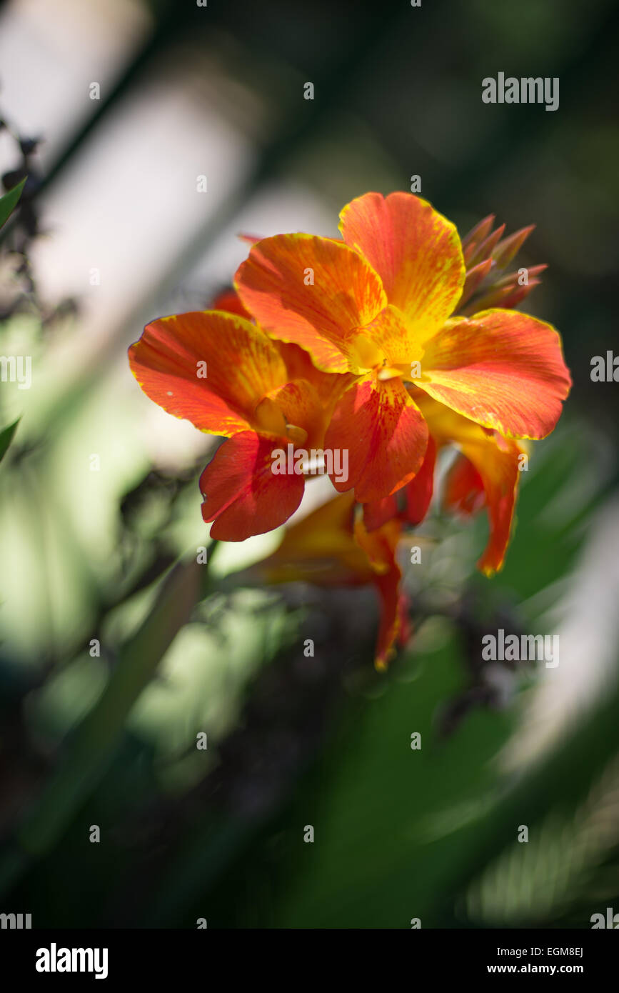 A group of orange flowers Stock Photo Alamy