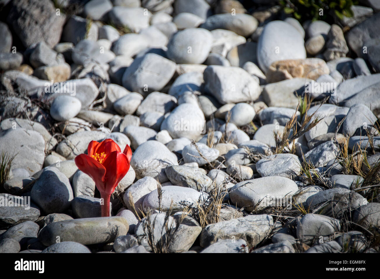 Photograph of single flower hi-res stock photography and images - Alamy