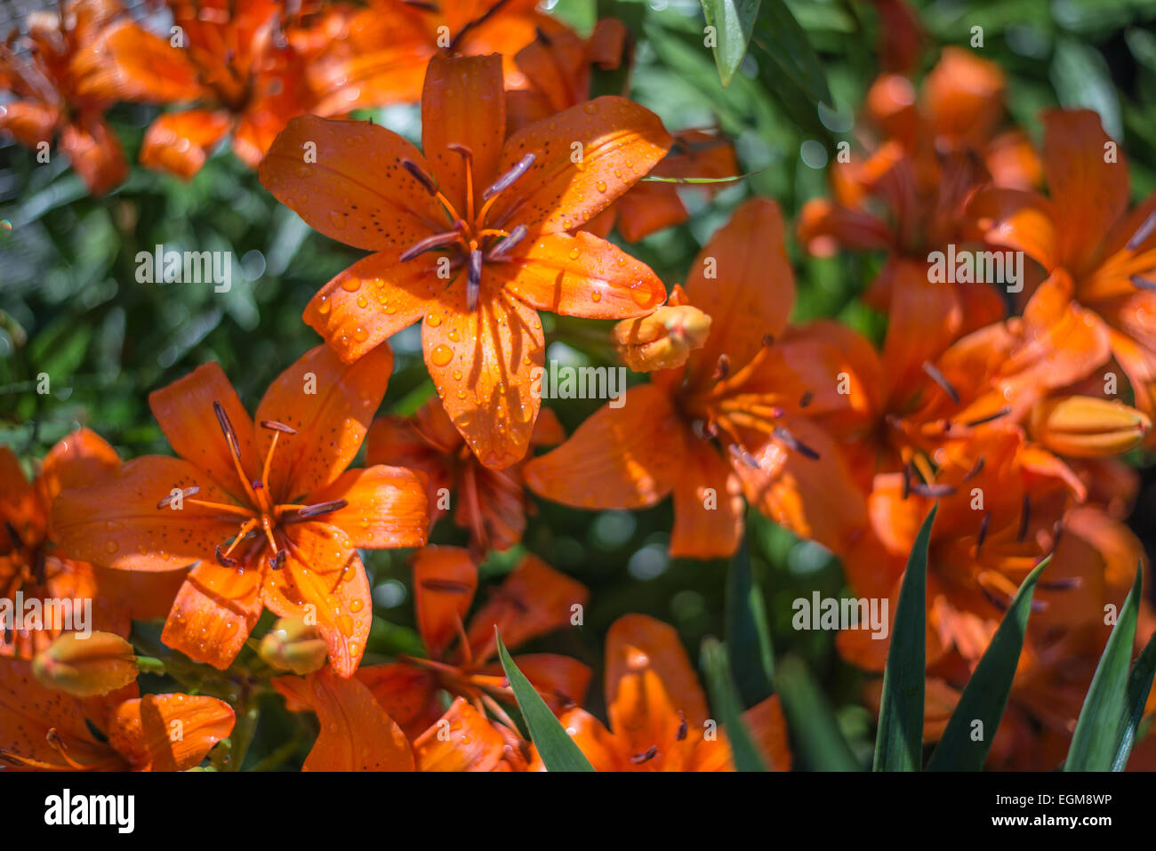 A grouping of red iris flowers covered with dew drops Stock Photo Alamy