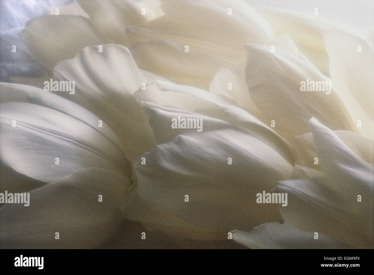 White Tulips Stock Photo