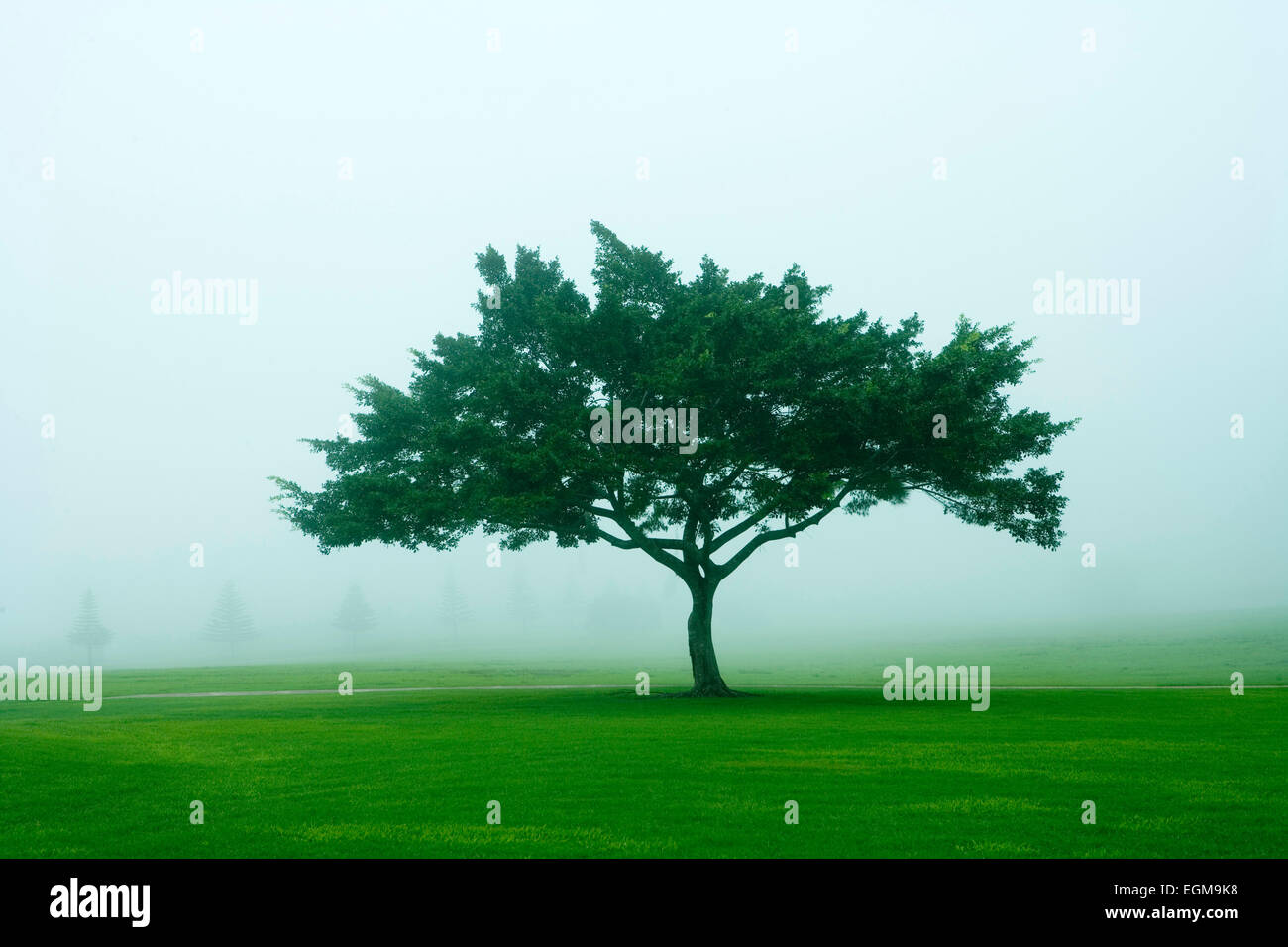 Lone Tree in Fog Stock Photo - Alamy