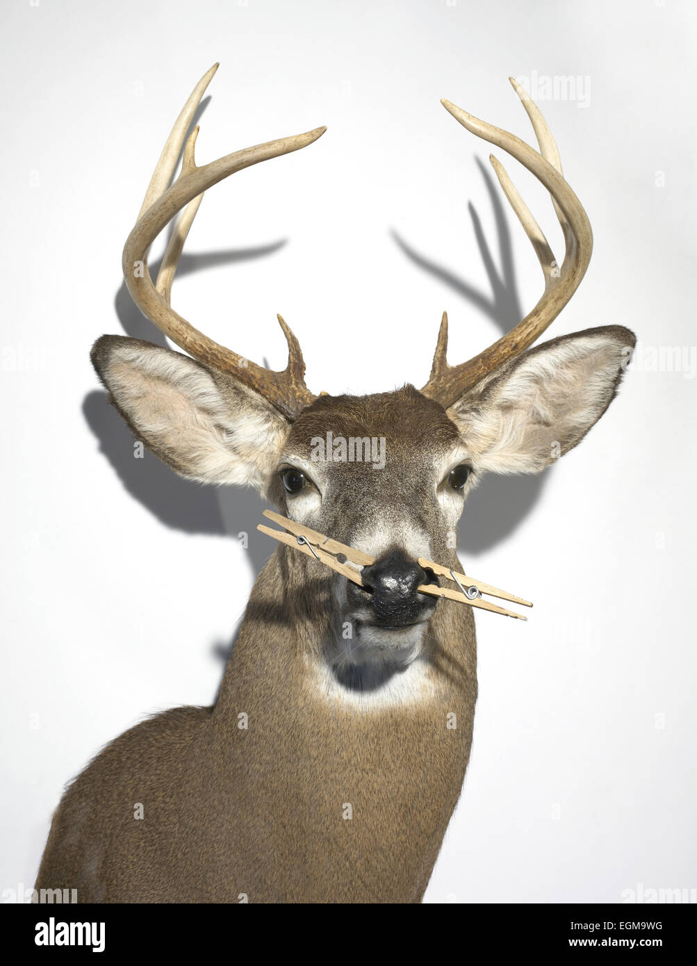 Stuffed Deer With Clothespins on Nose Stock Photo Alamy