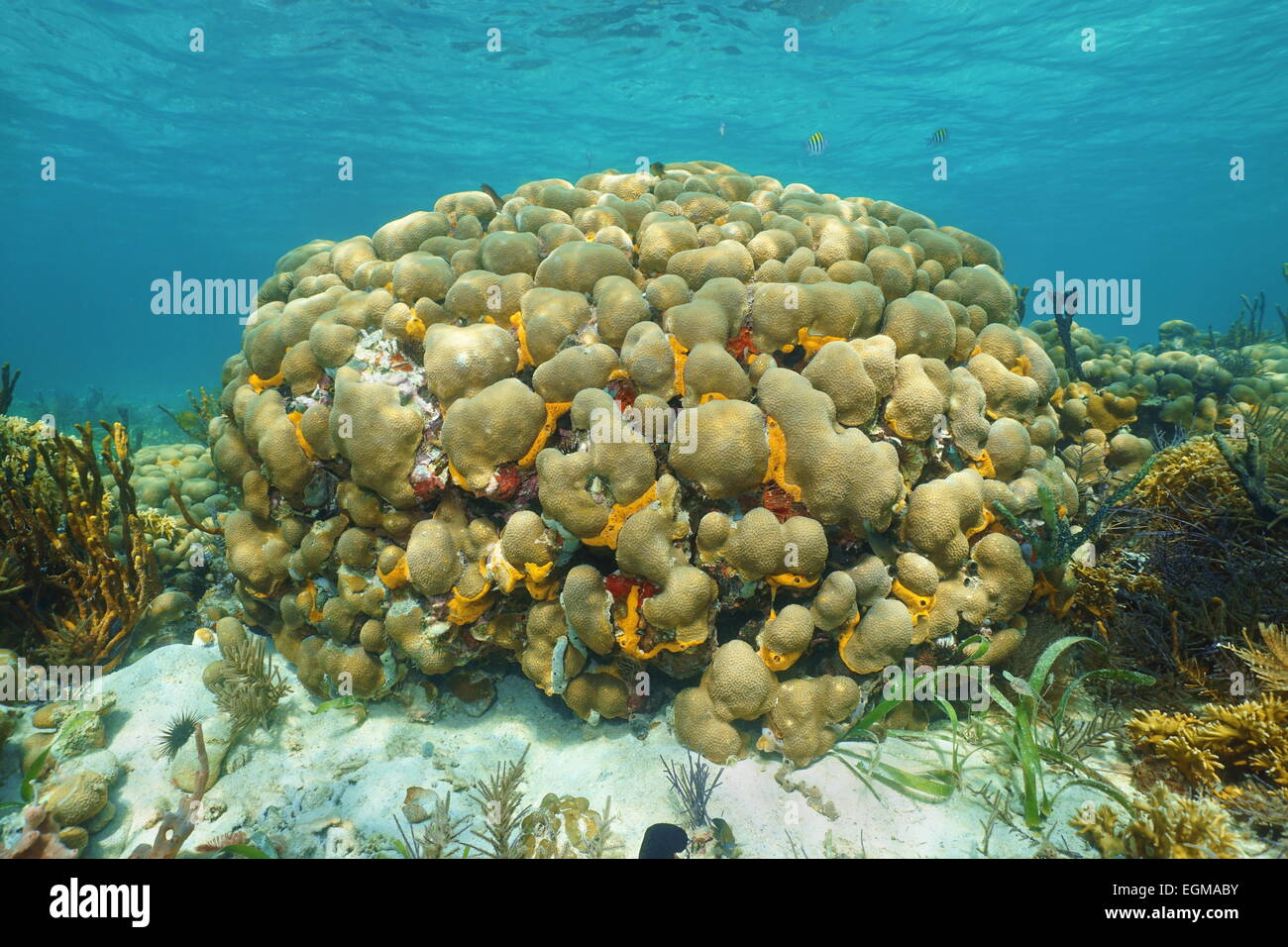 Caribbean reef underwater with Boulder Star Coral, Montastraea franksi Stock Photo