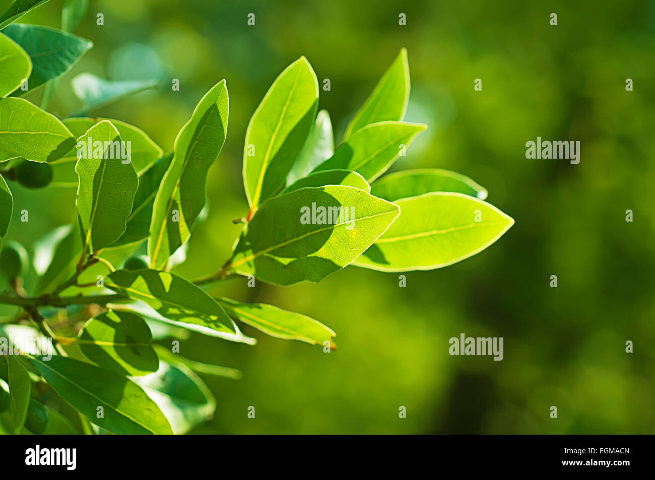 Bay Leaf Tree Stock Photos & Bay Leaf Tree Stock Images Alamy