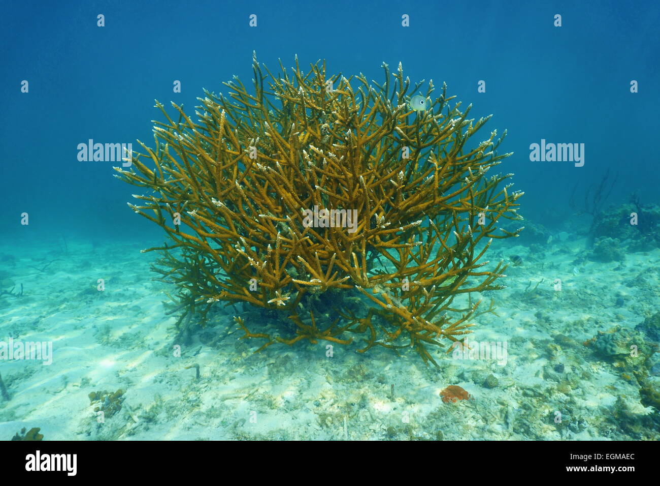 Colony of Staghorn coral, Acropora cervicornis, underwater in the Caribbean sea Stock Photo