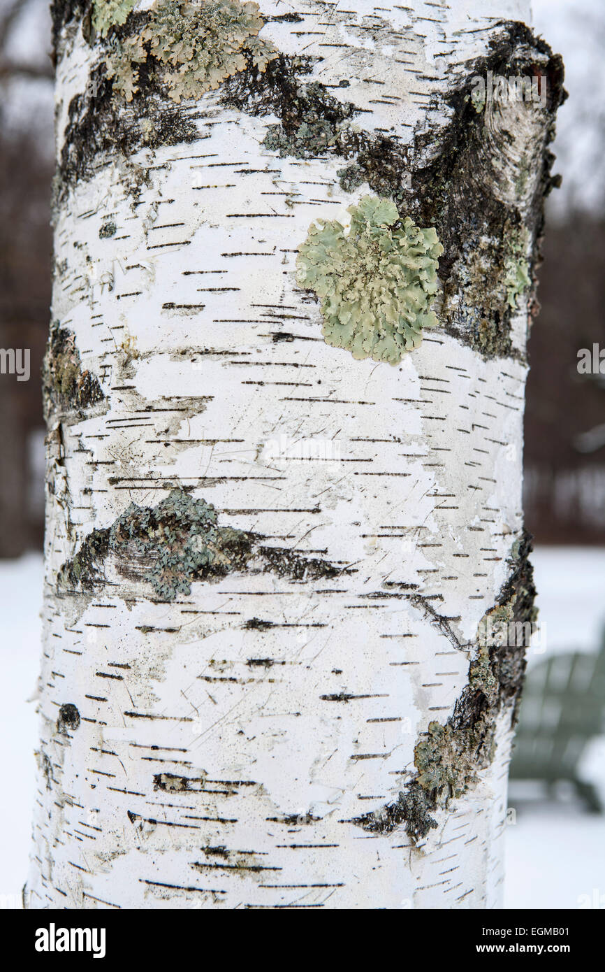 Texture of old birch tree bark with green moss. White birch bark on a tree  trunk Stock Photo - Alamy