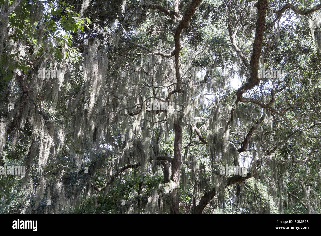 Spanish Moss Hanging from Trees Stock Photo Alamy