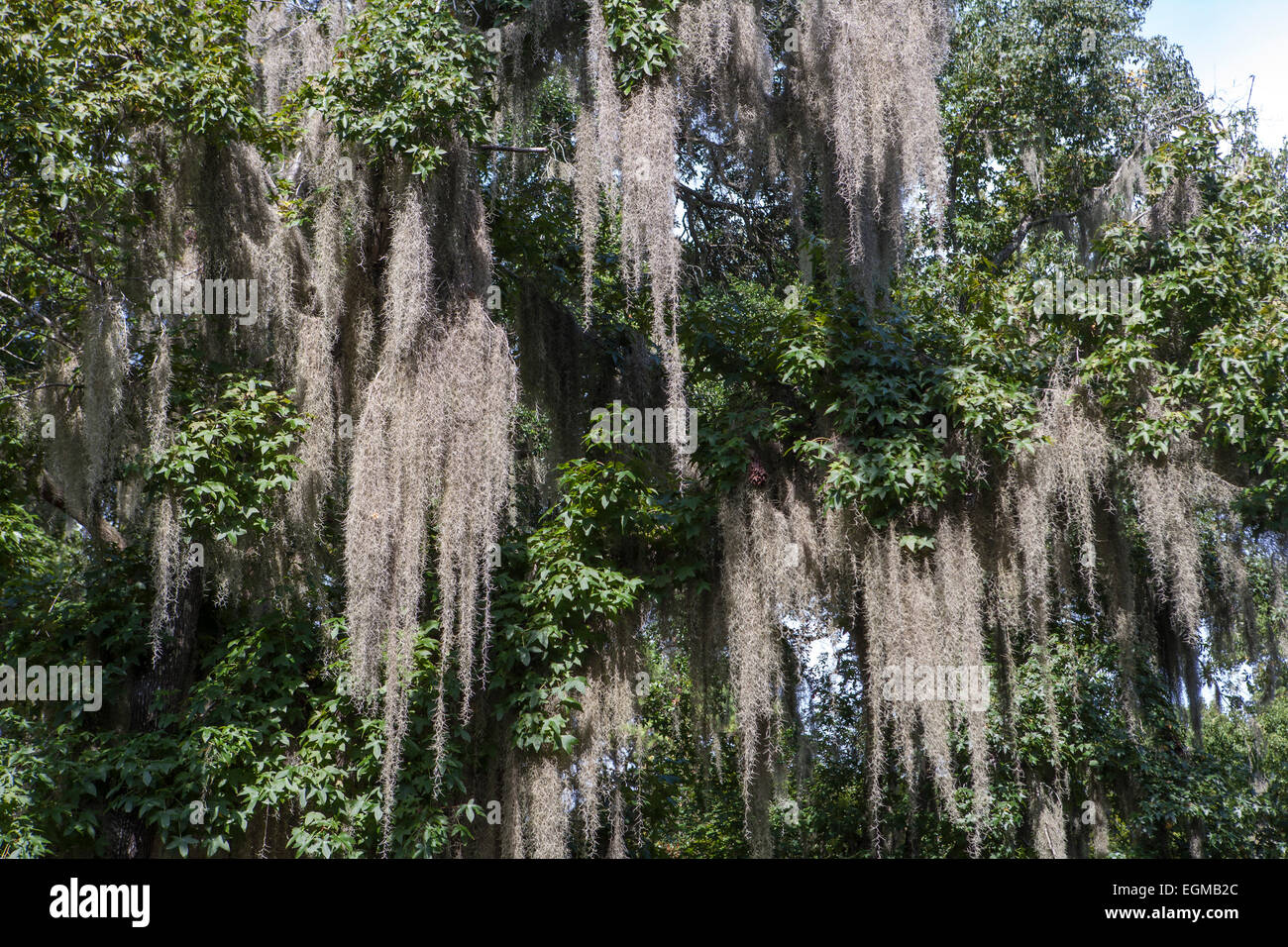 Spanish Moss Hanging from Trees Stock Photo Alamy