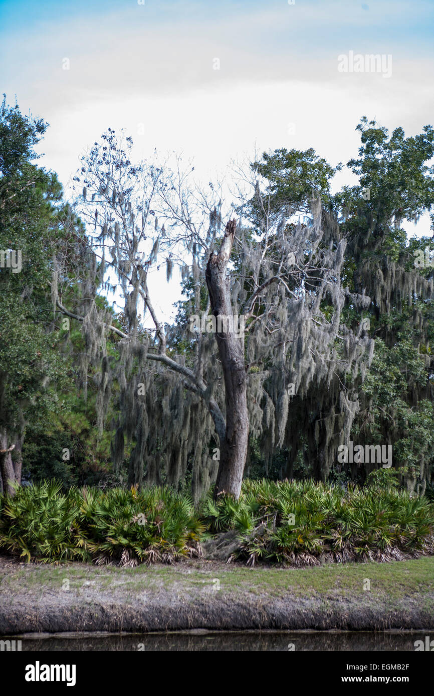 Dead Tree and Spanish Moss Stock Photo Alamy