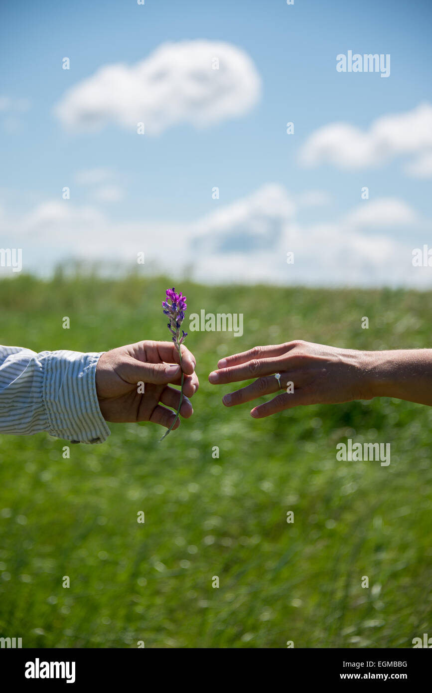 Man giving flower woman hires stock photography and images Alamy