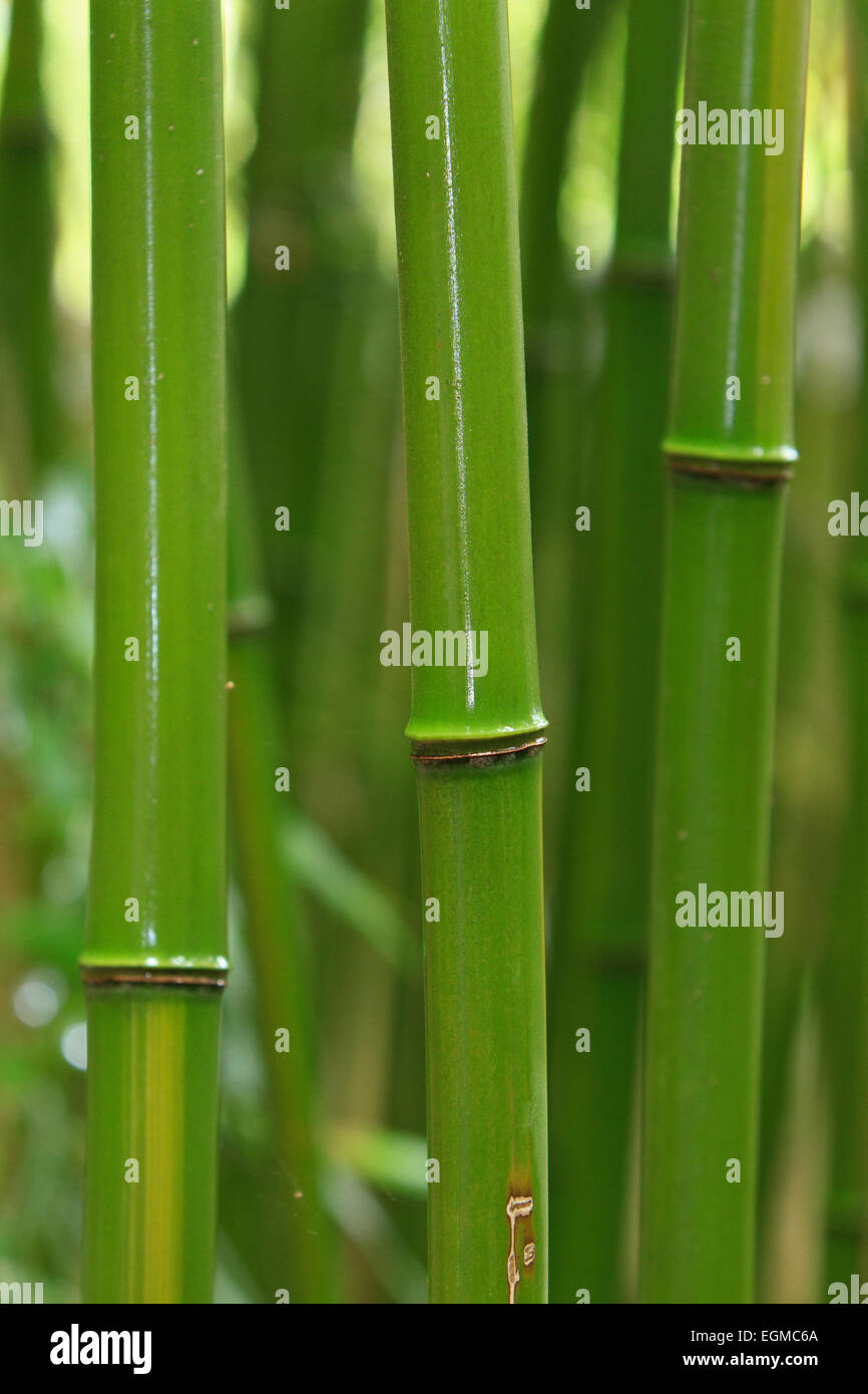 Close-up of bamboo stalks. Stock Photo