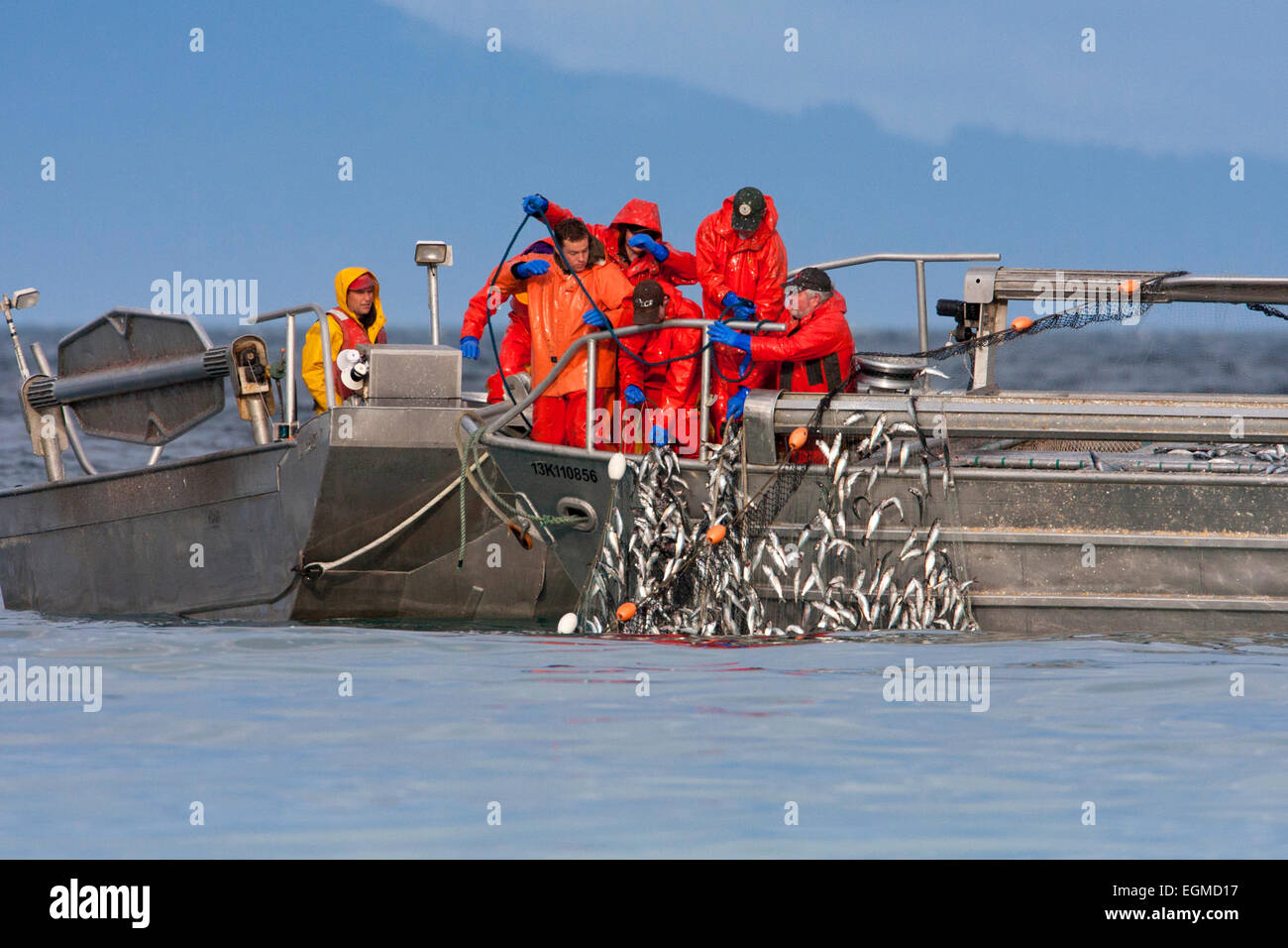 Herring skiff fishing for pacific herring in Strait of (Salish