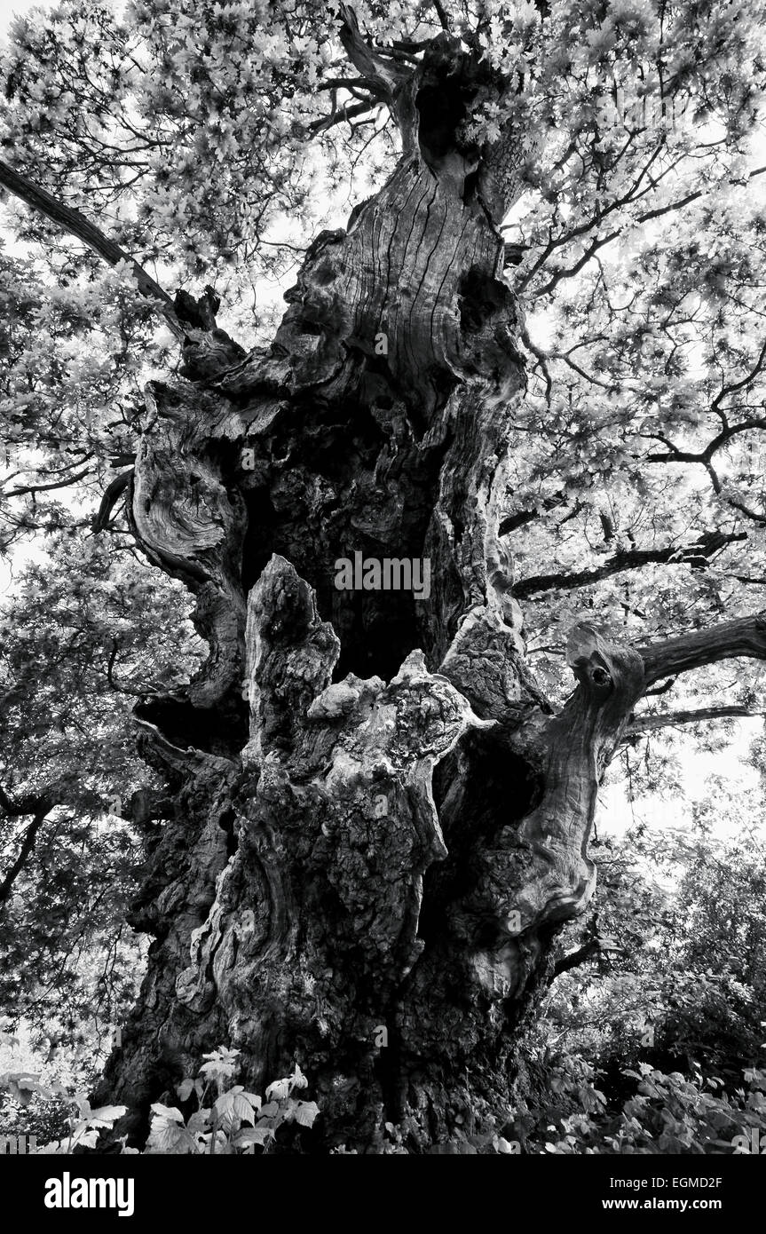 the ancient oak trees known as Gog and Magog in Glastonbury, Somerset