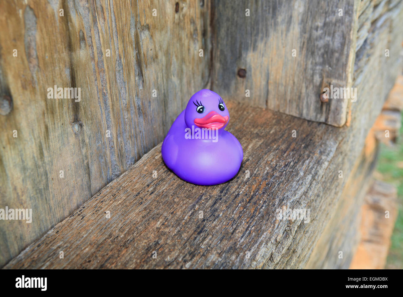 Purple rubber duck on a ledge. Stock Photo
