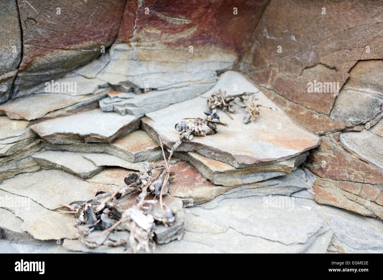 Baby mussels attached to a piece of rope are lying on an outcrop of Bar Harbor Formation sandstone. Bar Harbor, Maine. Stock Photo