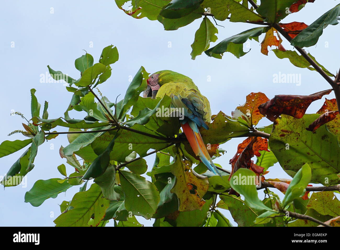 Great green macaw parrot bird, Ara ambiguus, on an Almond tree in Panama, Central America Stock Photo