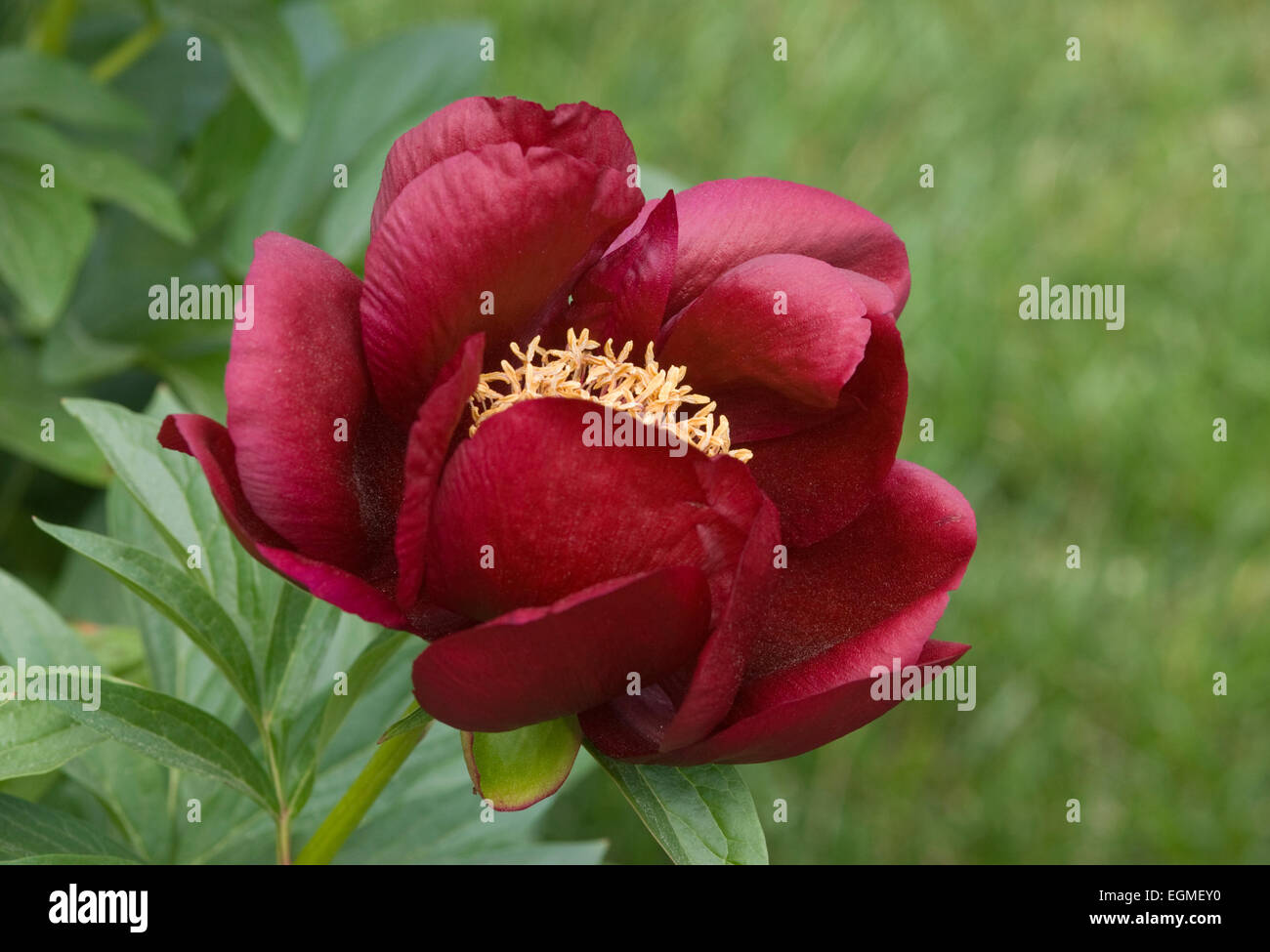 Paeonia lactiflora - Chocolate Soldier Stock Photo - Alamy