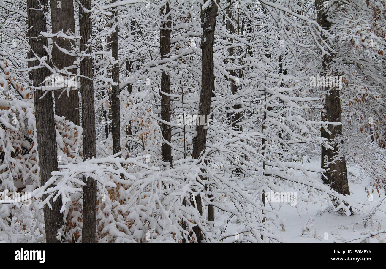 Snow Covered Woods Stock Photo Alamy