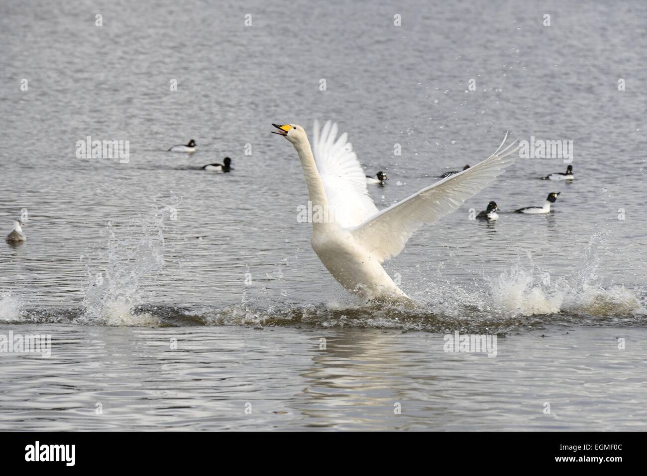 A whooper swan struggles to break free of the water and get airborne. Stock Photo