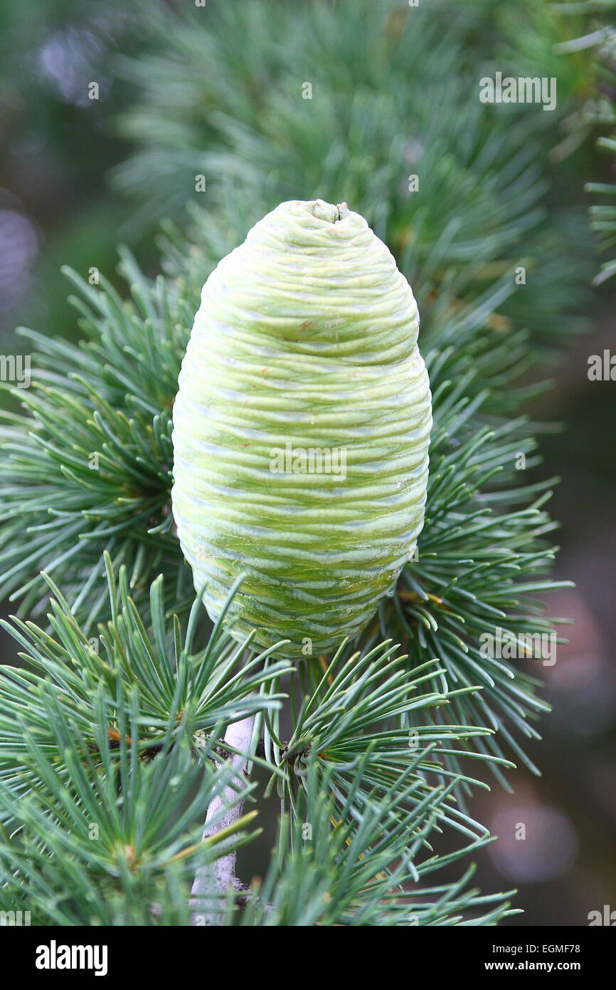 Pine cones on Cedar Tree Stock Photo