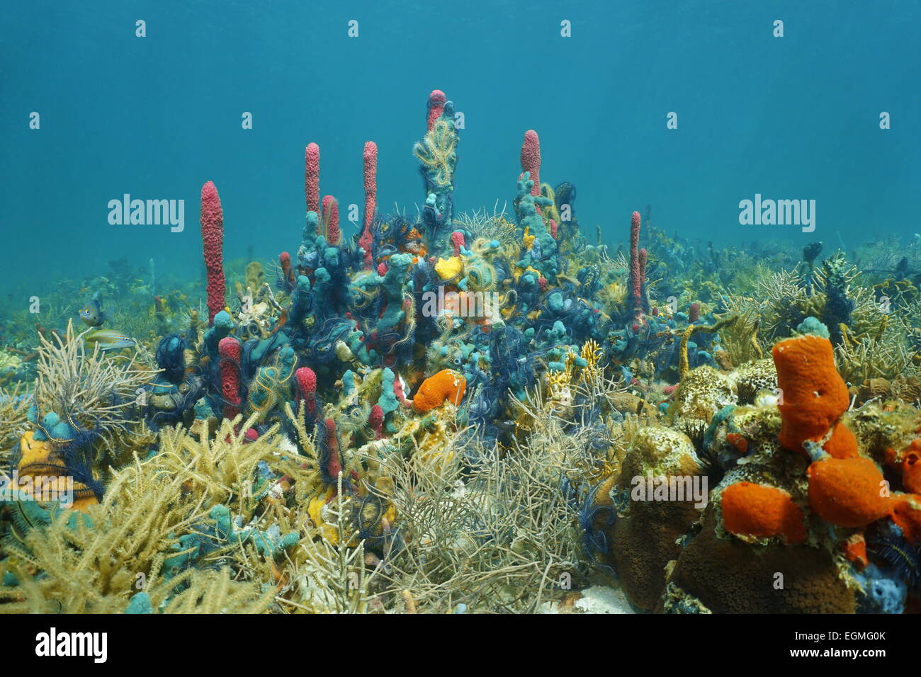Underwater reef with thriving marine life composed by corals and colorful sponges covered by Brittle stars, Caribbean sea Stock Photo