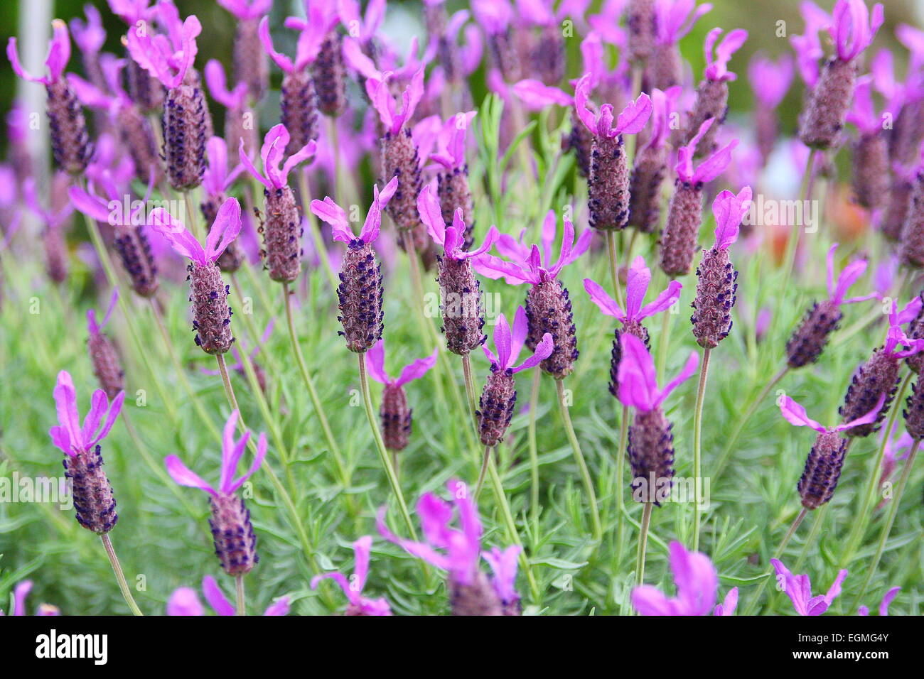 Lavandula stoechas or ‘Winter Purple’ Lavender in full bloom Stock Photo